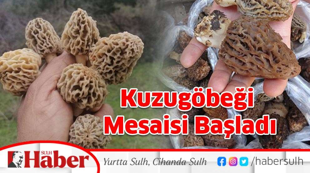 Kuzugöbeği Mesaisi Başladı