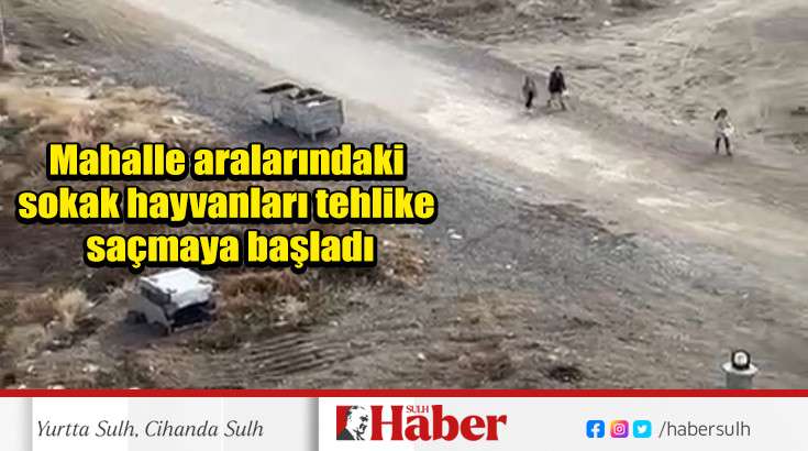 Mahalle aralarındaki sokak  hayvanları tehlike saçmaya başladı