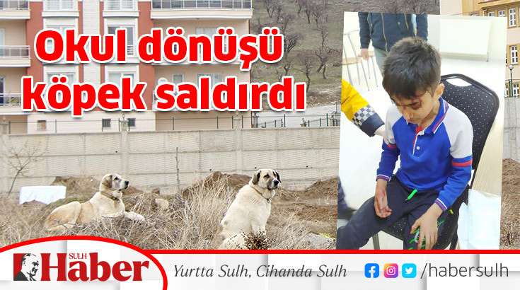 Okul dönüşü köpek saldırdı